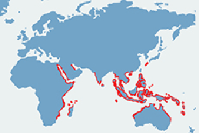 Diugoń przybrzeżny – mapa występowania na świecie