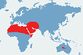 Dromader, wielbłąd jednogarbny - mapa występowania na świecie