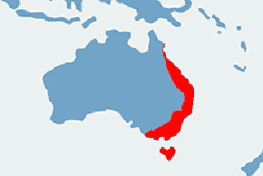 Dziobak australijski – mapa występowania na świecie