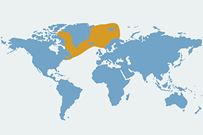Kapturnik morski – mapa występowania na świecie