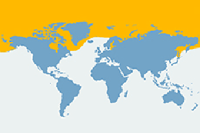 Nerpa obrączkowana – mapa występowania na świecie