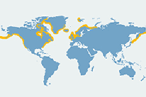 Foka pospolita - mapa występowania na świecie