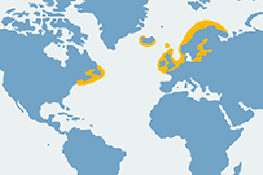 Szarytka morska - mapa występowania na świecie