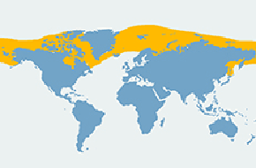 Fokowąs brodaty - mapa występowania na świecie