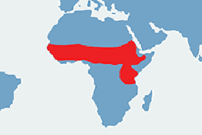 Galago karłowaty, galago senegalski - mapa występowania na świecie