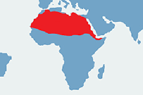 Gazela dorkas - mapa występowania na świecie