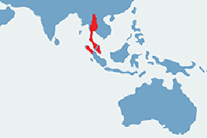 Gibbon białoręki, lar - mapa występowania na świecie