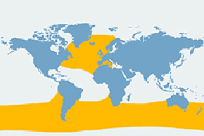 Grindwal długopłetwy, grindwal - mapa występowania na świecie