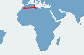 Gundia zwyczajna - mapa występowania na świecie