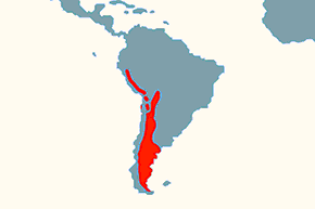 Gwanako, guanako - mapa występowania na świecie