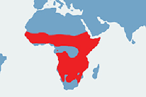 Hiena cętkowana, hiena plamista - mapa występowania na świecie