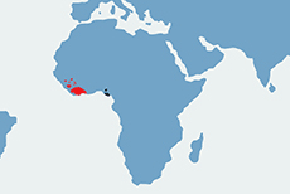Hipopotam karłowaty - mapa występowania na świecie