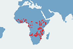 Hipopotam nilowy - mapa występowania na świecie