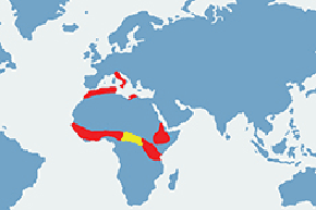 Jeżozwierz afrykański - mapa występowania na świecie