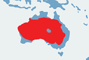 Kangur rudy - mapa występowania na świecie
