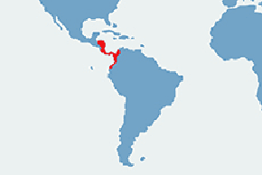 Kapucynka czarno-biała – mapa występowania na świecie