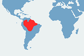 Kapucynka czubata – mapa występowania na świecie