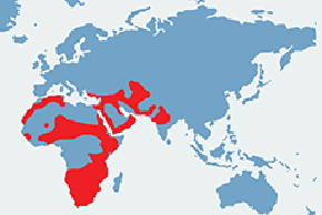 Karakal - mapa występowania na świecie