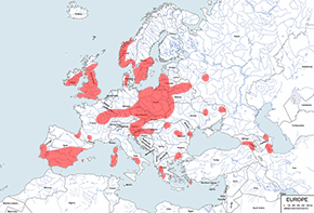 Karlik drobny – mapa występowania na świecie