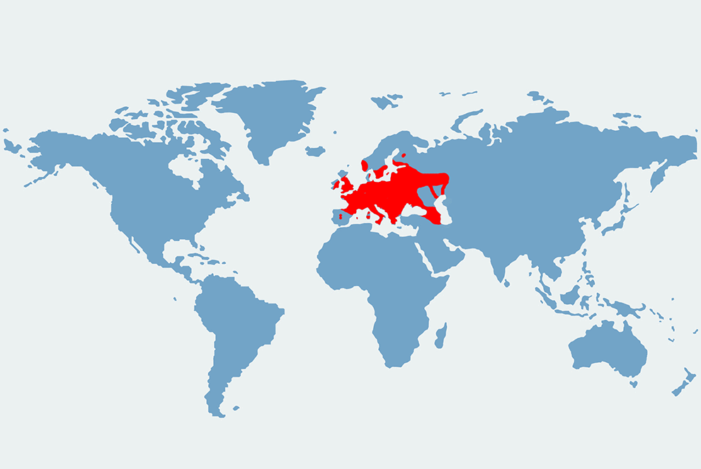 Karlik większy - mapa występowania na świecie