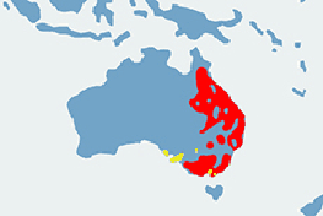 Koala australijski – mapa występowania na świecie