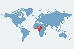 Koczkodan białonosy - mapa występowania na świecie