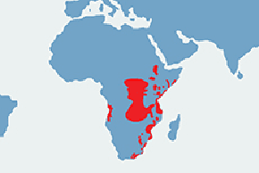 Koczkodan czarnosiwy - mapa występowania na świecie
