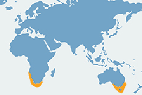 Kotik afrykański - mapa występowania na świecie