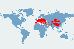 Kuna domowa - mapa występowania na świecie