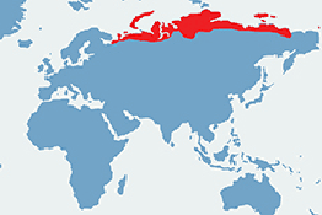 Leming brunatny – mapa występowania na świecie