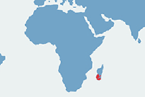 Lemur katta - mapa występowania na świecie