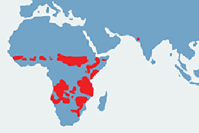 Lew afrykański - mapa występowania na świecie
