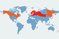 Łoś euroazjatycki – mapa występowania na świecie
