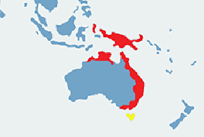 Lotopałanka karłowata - mapa występowania na świecie