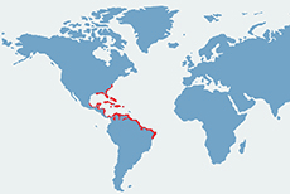 Manat karaibski – mapa występowania na świecie