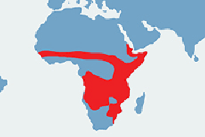 Mungo pręgowany – mapa występowania na świecie