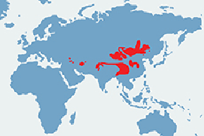 Manul stepowy - mapa występowania na świecie