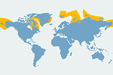 Mapa wystepowania morsów