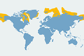 Mors arktyczny - mapa występowania na świecie