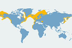 Morświn zwyczajny – mapa występowania na świecie