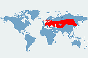 Mroczak posrebrzany - mapa występowania na świecie