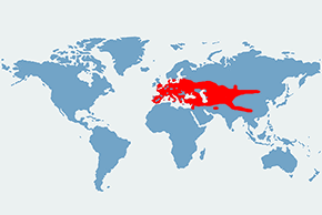 Mroczek późny - mapa występowania na świecie
