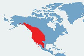 Mulak czarnoogonowy – mapa występowania na świecie