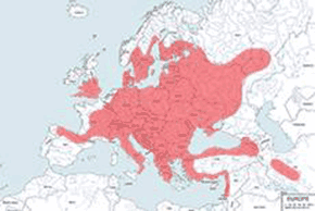 Myszarka leśna – mapa występowania na świecie