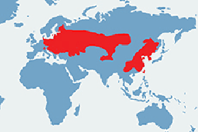 Myszarka polna – mapa występowania na świecie