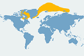 Narwal jednozębny - mapa występowania na świecie