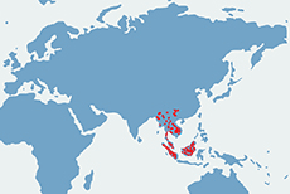 Biruang malajski – mapa występowania na świecie