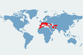 Nocek orzęsiony - mapa występowania na świecie