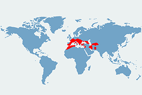 Nocek orzęsiony – mapa występowania na świecie