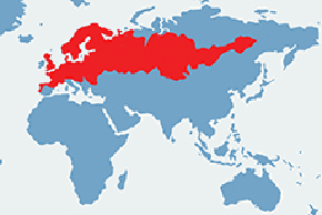 Nornik bury – mapa występowania na świecie